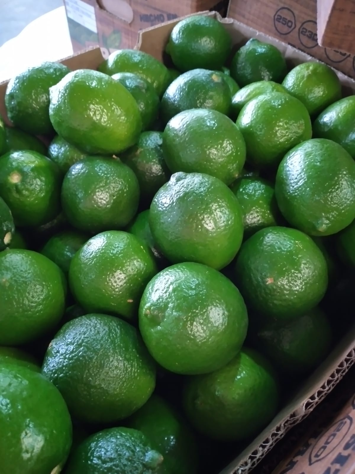 Persian Limes